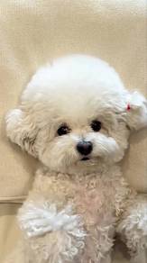Tail-wagger Bichon friendly playful adorable littl