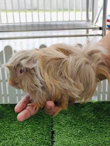 Jualan Cuci Kandang Rabbit 