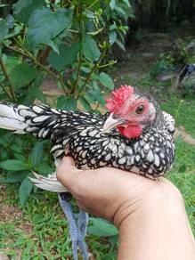 bantam silver