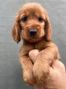 ENGLISH COCKER SPANIEL PUPPIES M179 🌻Male