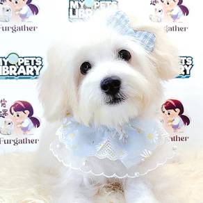 Maltipoo