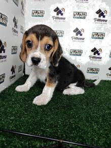 Beagle tri color male and femal
