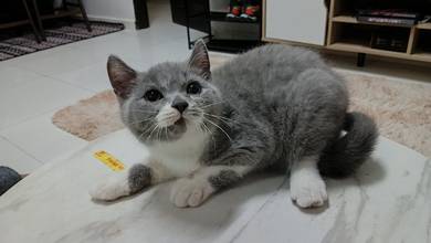 Bsh bicolor