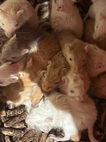 Gerbil For Sale