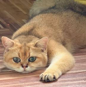 Bsh Golden Female