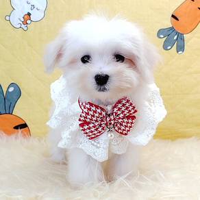 Maltese