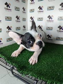 French bulldog black White