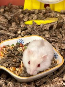 Hamster ( Pearl) For Sale