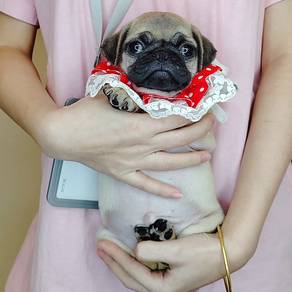 Pug