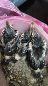 Burung Jalak suren asia