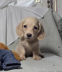 MINIATURE DACHSHUND PUPPIES R31🐻 Rabbit Size Girl