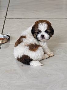 Shihtzu