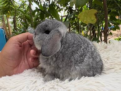Holland lop