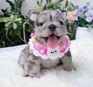 FRENCH BULLDOG PUPPIES 🌻VIP118 Long Fur / Girl