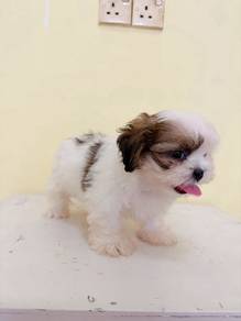 Shih Tzu