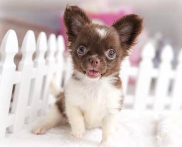 CHIHUAHUA PUPPIES VIP200🌷Head Apple Cute Dog