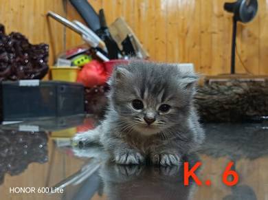 British Shorthair & Longhair