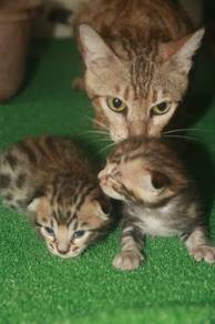 Bengal kittens