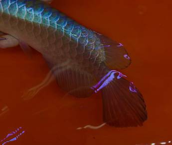 Power blue arowana