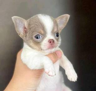 apple head Chihuahua d