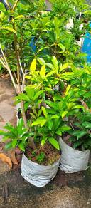anak pokok ciku mega
