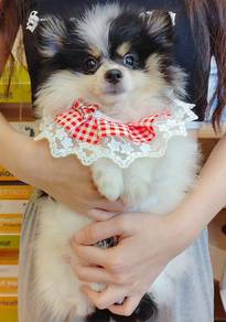 Pomeranian