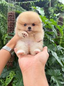 Pomeranian
