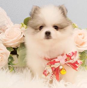 Pomeranian