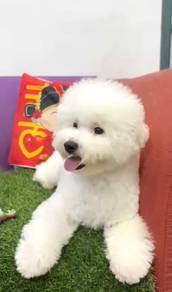 Bichon frise male mka and microchip
