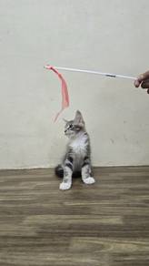 Pure breed Mainecoon kitten