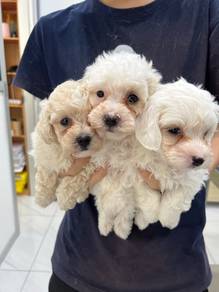 Toy Poodle