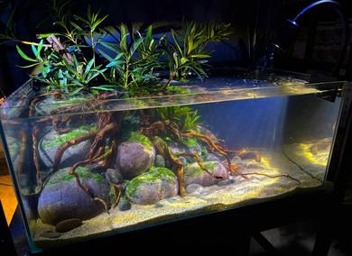 Aquascape river stream design