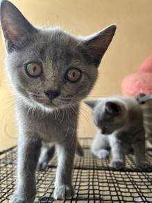 Kucing british shorthair BSH cat kucing murah grey