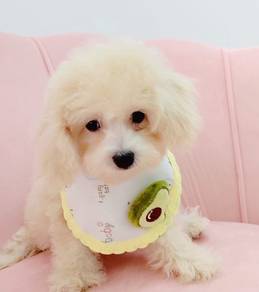 Maltipoo
