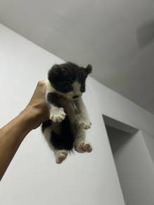 Standard munchkin american curl