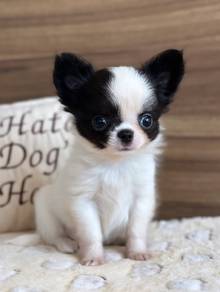 chihuahua puppies available 