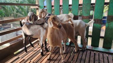 kambing murah