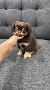 Chocolate tan Female Puppy F-2