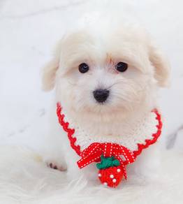 Maltipoo