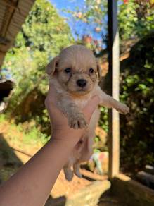 anak anjing