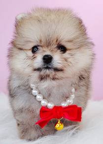 Pomeranian