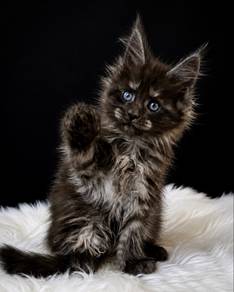 Maine Coon