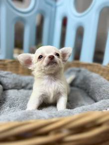 Adorable Chihuahua Puppies Available – KL & JB