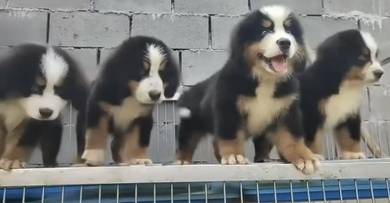 Bernese Mountain Preorder