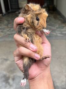 Guinea pigs