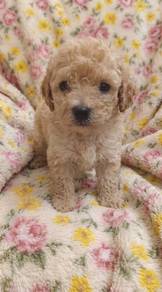 Toy Poodle Puppy