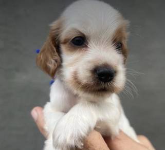 ENGLISH COCKER SPANIEL PUPPIES C60🌻 Male-