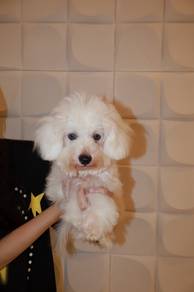 J0879 Bichon Smart and Gentle Puppy