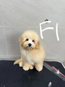 poodle mix Pomtzu