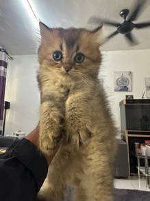british shorthair